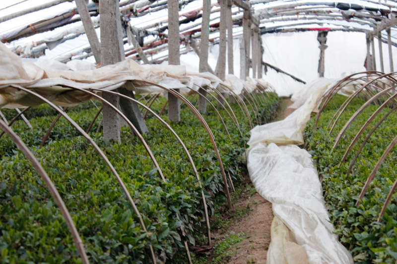 Melatih Kesabaran Melawan Siput